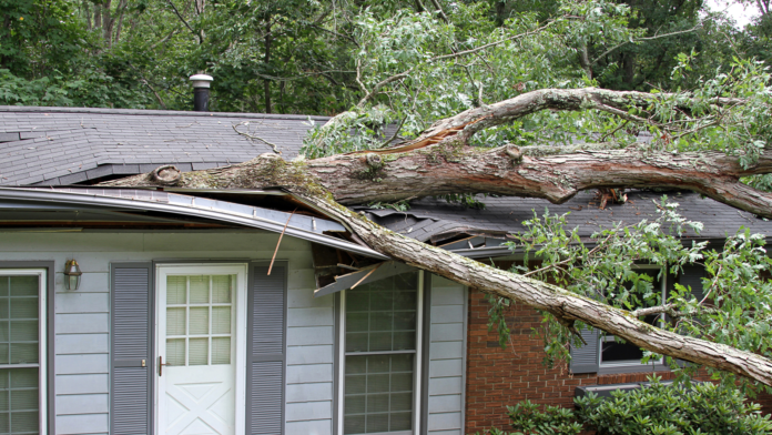 Does insurance cover fallen tree branches?