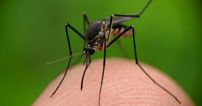 A Rare Mosquito-Borne Illness Is On The Rise. Here's What To Know.