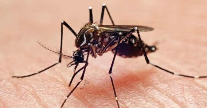 Lethal Mosquito Virus Pushes Massachusetts Residents Indoors After Dark