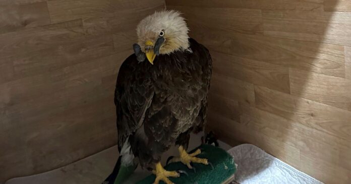 Missouri Care Team Hopes To Save Bald Eagle That Was Shot In The Beak