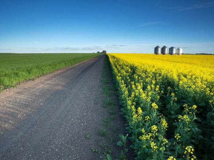 Country road out in the Prairies, Saskatchewan. Fields surround it, and four farm silos dot the right side