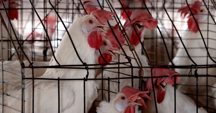 USDA Admits Firing People Working On Bird Flu Was A Mistake